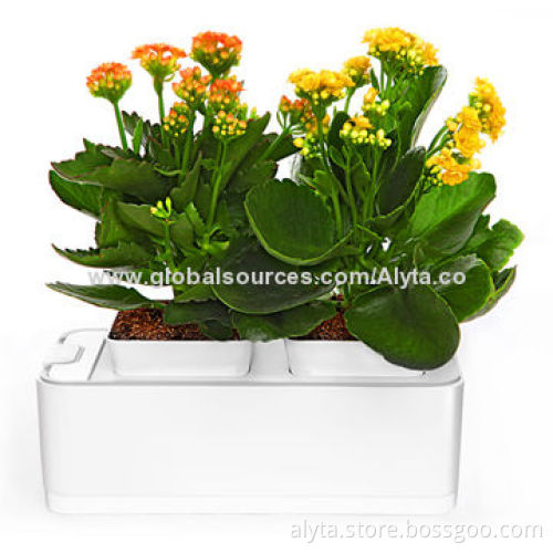 Multifunction Aquarium Fish Tank, without Any Care, w/ Auto-watering, Measures 26.5 x 11.5 x 11.4cm